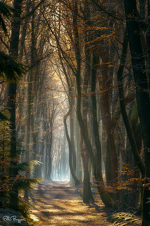 Spotlighted