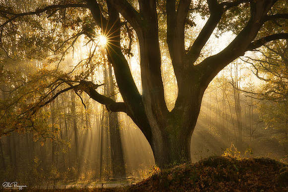 Bright Beginnings