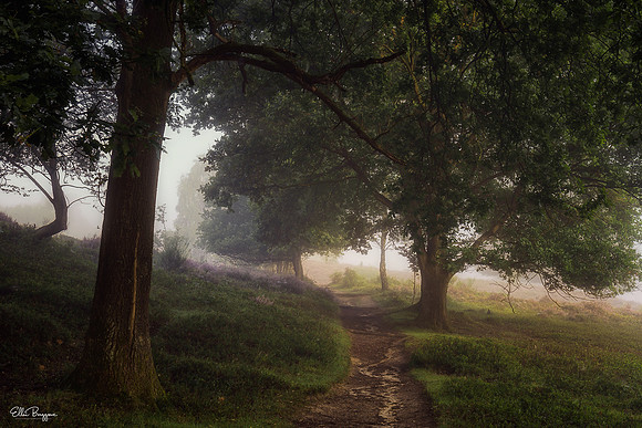Dreamland