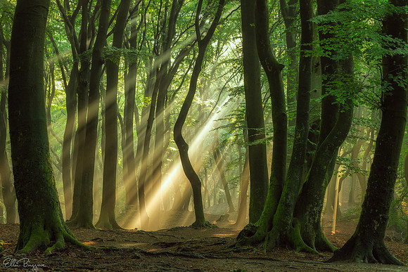 Dark and Light