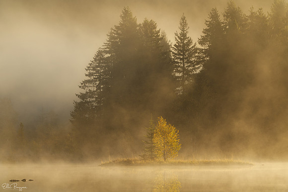 Golden Wisps