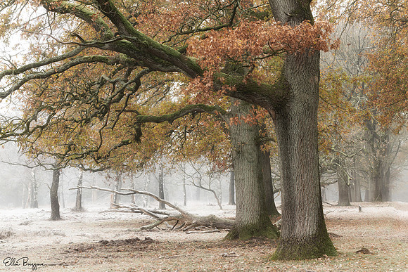 Fall in Winter