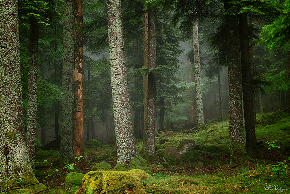 Fairest Forest