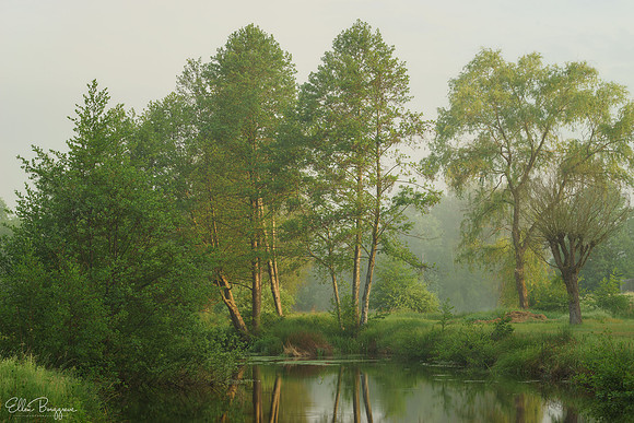 Quiet Dawn