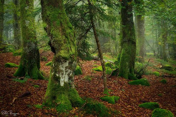 Trunks of Moss