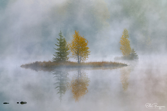 Silver Dawn