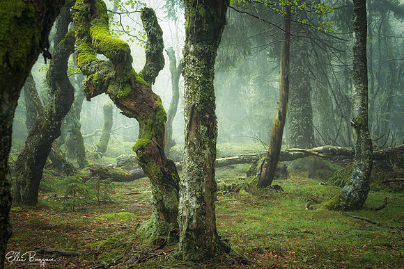 Faerie Musings