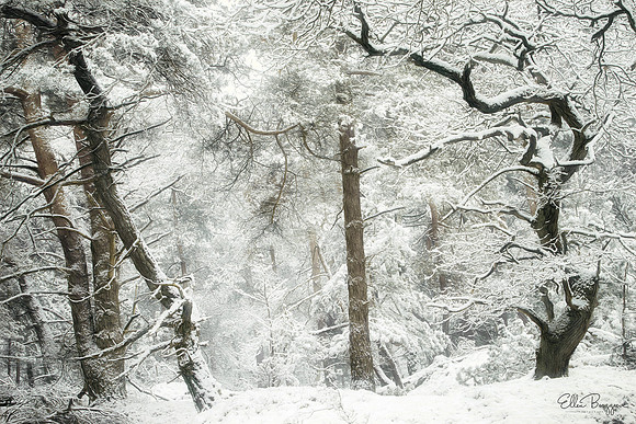 Winter Faerie