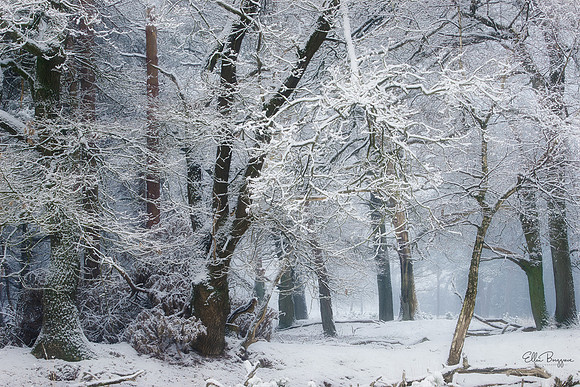 Mid Winter Dream