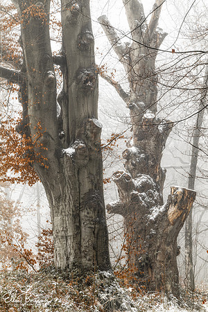 The Spirits of Winter