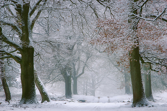 Under A Winter's Spell