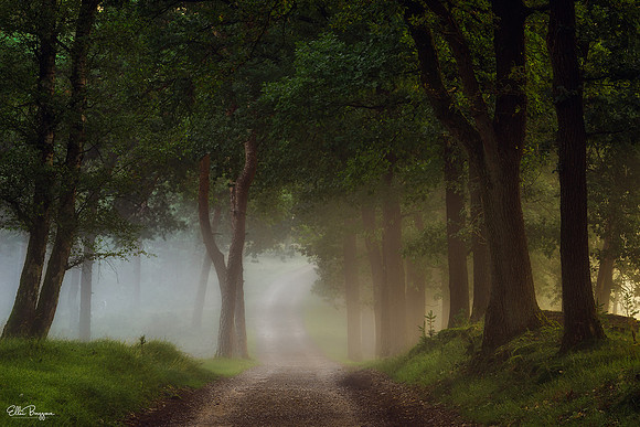 A Dream Of Mystery
