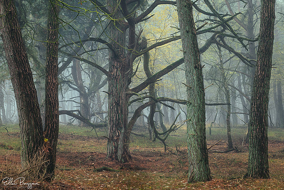 Painterly Pines