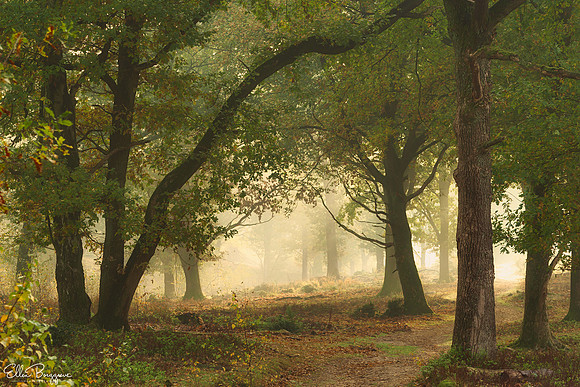 Hazy Shade Of Late Summer