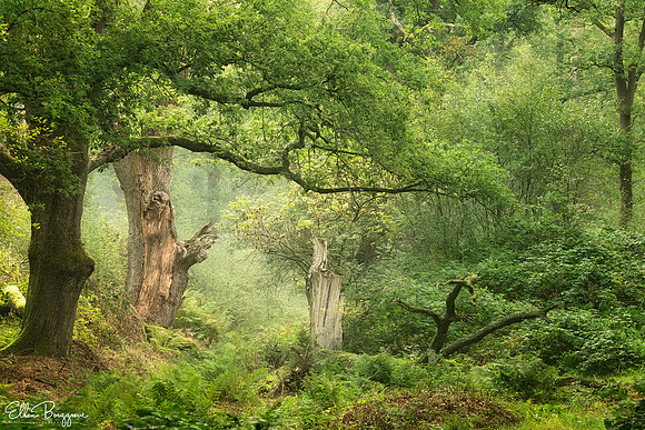 Forest of Fairies