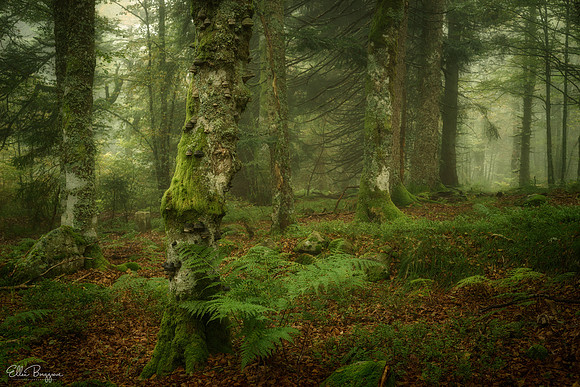 Green Paradise