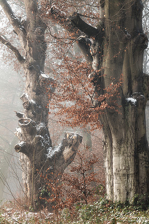 Frozen Fellowship