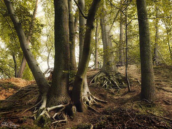 Rooted In The Past